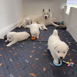Samoyed Puppies from Southern Roux Samoyeds