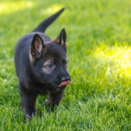 German Shepherd Puppies from Faoladh German Shepherds