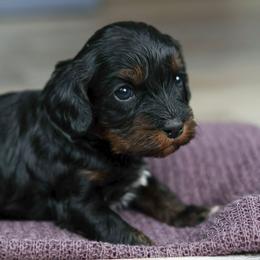 Cannoli - Black and tan female Cavapoo puppy in Casa, Arkansas from Blue Diamond Puppies