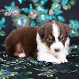 Meadow - Red tri-color female Australian Shepherd puppy in Herriman, Utah from Painted Blue Aussies