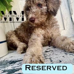 Double Doodle and Morkie Puppies from McCormack Morkies + Merle Doodles