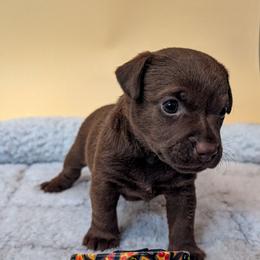 Mozzarella - female Patterdale Terrier puppy in Yucaipa, California from Moormont Kennels