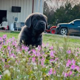 Cane Corso Puppies from Venom Cane Corsos