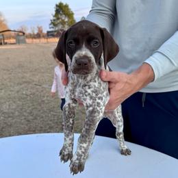 Huck - Liver roan male German Shorthaired Pointer puppy in Glennville, Georgia from Andre Family Farms & Kennels