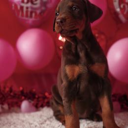 Doberman Pinscher and Labrador Retriever Puppies from GFDutton Retrievers & Dalla Grazia Dobermans