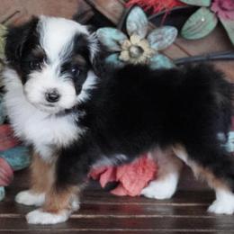 Boy 1 - Black tri-color male Aussiedoodle puppy in Lawton, Oklahoma from Lindsey’s Aussies