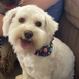 Lily - Miniature Schnauzer