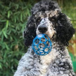 Goldendoodles from Melody’s doodles