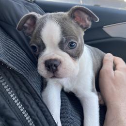 Boston Terrier Puppies from Boston Kup Breeders
