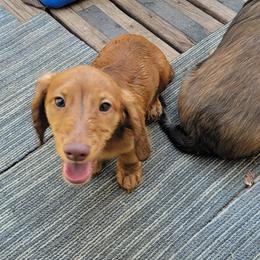 Dachshund Puppies from CLARK'S BREEDING PROGRAM