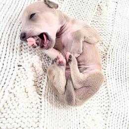 Dasher - Fawn male Italian Greyhound puppy in Jacksonville, Alabama from Adornare Kennels