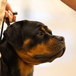 Juneau - Rottweiler