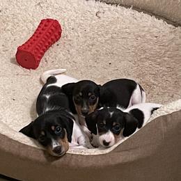 Dachshund Puppies from Hursh’s Hounds