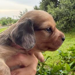 AKC Red dapple boy 3000 - Dapple male Dachshund puppy in De Soto County, Florida from Countridox Dachshunds