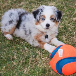 Miniature American Shepherds from Treasures Miniature American Shepherds