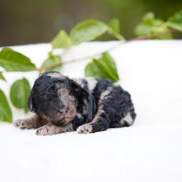 Black collar - Blue merle male Bernedoodle puppy in Spokane, Washington from Doodle Love
