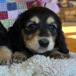 Jenga - Black and cream female Dachshund puppy in Grants Pass, Oregon from vom Treuen Wachter