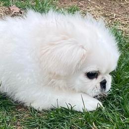 Full AKC - Squirt - Ready Now - Cream male Pekingese puppy in Hustontown, Pennsylvania from Triple I Pekes