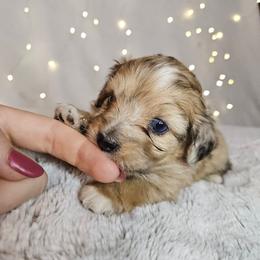 Bear Tiny Toy CKC - Red merle male Aussiedoodle puppy in Doerun, Georgia from Twig & Tail Puppies