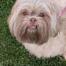 Poppins - Shih Tzu