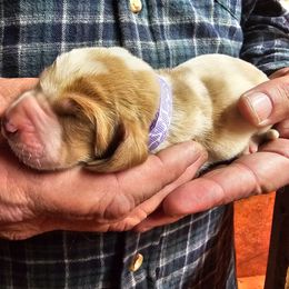 Light Purple Female - Red and white female Basset Hound puppy in Trade, Tennessee from TN Miniature Dachshunds & Basset Hounds