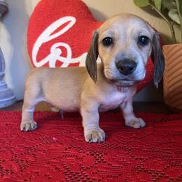 Puppy 1 - Cream male Dachshund puppy in Perryville, Maryland from Heavenly Heritage Dachshunds and Doods