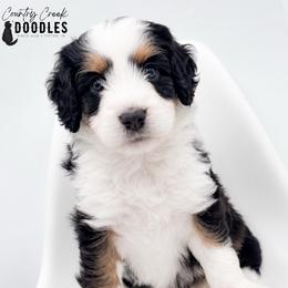 Carrie - Tri-color female Bernedoodle puppy in Tipton, Indiana from Country Creek Doodles