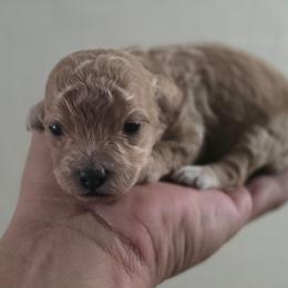 Brownie(AKC) - Brown female Poodle puppy in Lawton, Oklahoma from My Precious Toy Poodles
