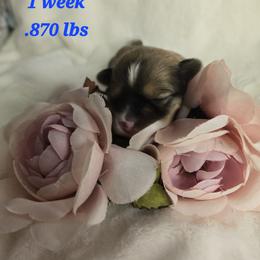 Ziggy - Black and tan female Havanese puppy in Trinity, Alabama from Tooties Cuties Havanese