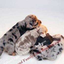 Dachshund puppies from Dachshund Family Love Breeders