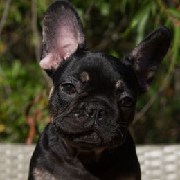 Fin - French Bulldog