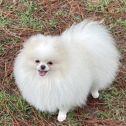 Yoshi - Pomeranian