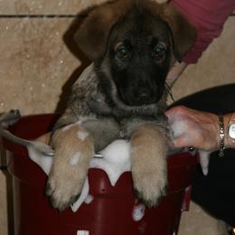 Shiloh Shepherd Puppies from Solace Shilohs