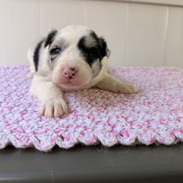 Sugar Plum - Blue merle female Australian Shepherd puppy in Placerville, California from BFF Aussies