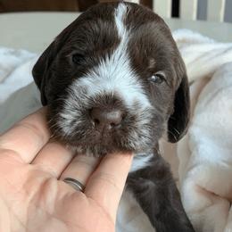 Wirehaired Pointing Griffon Puppies from Happy Hollow Griffons