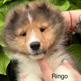 Ringo - Sable and white male Shetland Sheepdog puppy in Iowa from Karmayne Kennels