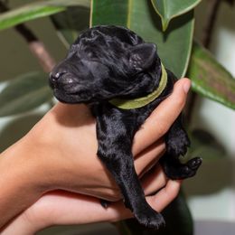 Lime - Black male Poodle puppy in Palmetto, Georgia from Renders Poodles