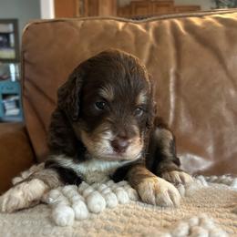 Mobby - Tri-color male Bernedoodle puppy in Arabi, Georgia from Huckadoodle Farm