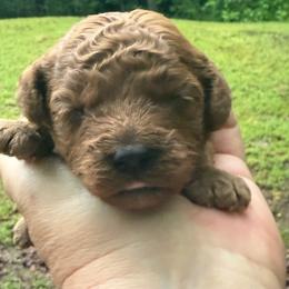 Boy 2 - Red male Cavapoo puppy in Haleyville, Alabama from Susan’s Prefurred Doodles