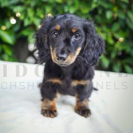 Zoey - Black and tan female Dachshund puppy in Temecula, California from Naomi Magee's Dachshund Kennel