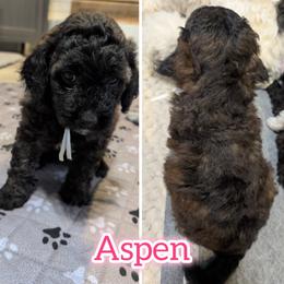 Aspen - Sable female Saint Berdoodle puppy in Garland, Texas from Brewer's Doodles and French Bulldogs