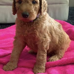 Goldendoodle Puppies from Sweets Doodles