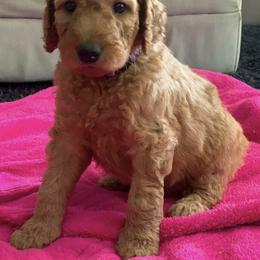 Goldendoodle Puppies from Sweets Doodles