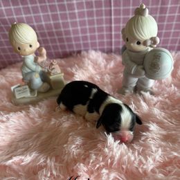 Majesty - Tri-color female Cavalier King Charles Spaniel puppy in Broken Arrow, Oklahoma from Cavalier King Charles Heartland