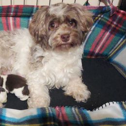 Storm - Havanese