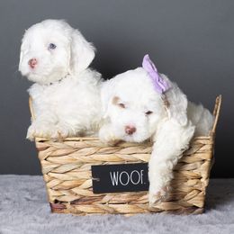 Australian Labradoodle Puppies from Napa Valley Australian Labradoodles