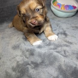 Groot - Chocolate male Havanese puppy in Trinity, Alabama from Tooties Cuties Havanese