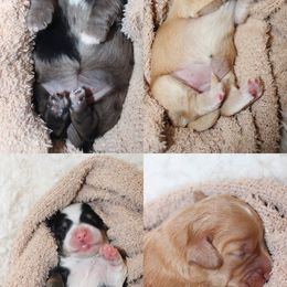 Goldendoodle, Havapoo, Labradoodle, and Springerdoodle Puppies from Oregon Valley Pups