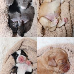 Goldendoodle, Havapoo, Labradoodle, and Springerdoodle Puppies from Oregon Valley Pups