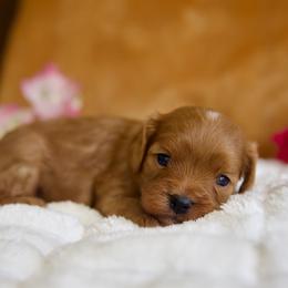 Chia - Red female Cavapoo puppy in Queen Creek, Arizona from Dulcito Doodles